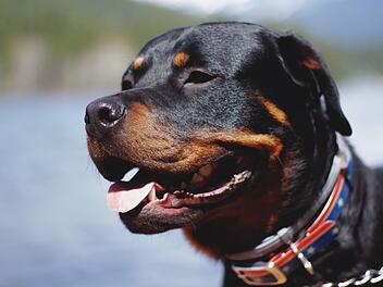 2017 griffen zwei Rottweiler einen neunjährigen Jungen in Oberfranken an. Um diesen Fall ging es vor dem Verwaltungsgericht Bayreuth. Symbolfoto: Pope Moysuh/unsplash.com