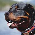 2017 griffen zwei Rottweiler einen neunjährigen Jungen in Oberfranken an. Um diesen Fall ging es vor dem Verwaltungsgericht Bayreuth. Symbolfoto: Pope Moysuh/unsplash.com