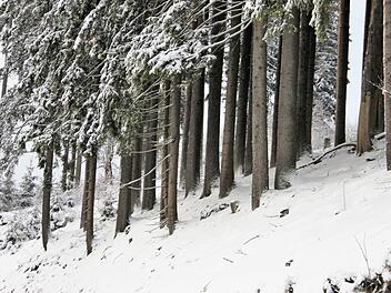 Um die Zukunft des Waldes und der heimischen Holzwirtschaft drehte sich die Diskussion in Kronach.: Veronika Schadeck