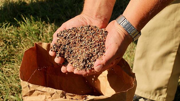 Saatmischung f&uuml;r die  Bienenweide mit 15 verschiedenen Arten.Adriane Lochner