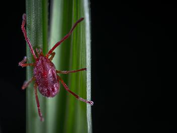 Grasmilben sind rot bis br&auml;unlich gef&auml;rbt und sind bei einer Gr&ouml;&szlig;e von 0,3 Millimeter kaum zu erkennen.