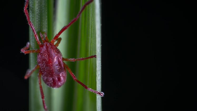 Grasmilben sind rot bis bräunlich gefärbt und sind bei einer Größe von 0,3 Millimeter kaum zu erkennen.
