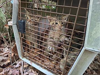 Versehentlich mitgenommene Wildkatzen bei Bamberg wieder freigelassen