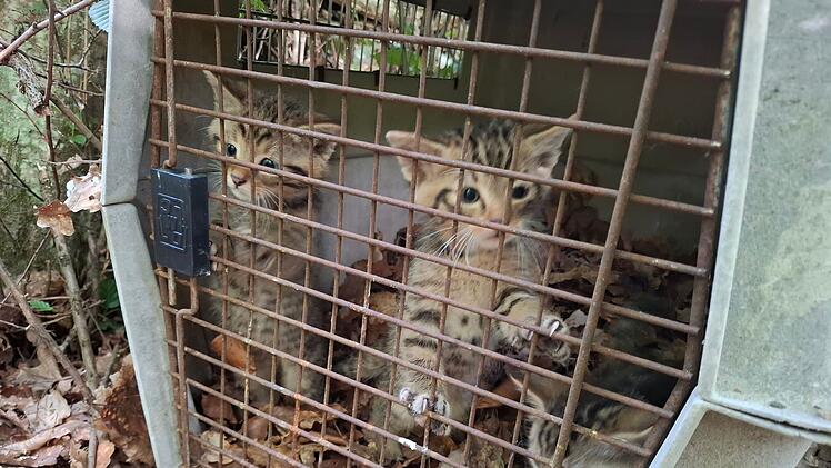 Versehentlich mitgenommene Wildkatzen bei Bamberg wieder freigelassen