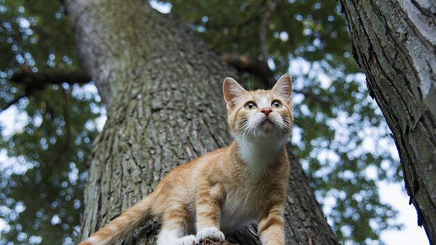 Ein Kätzchen setzt zum Sprung an