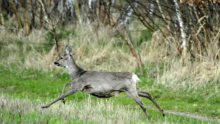 Im Rotmaintal kann man viele Wildtiere beobachten, aber leider immer wieder Spaziergänger, die diese Idylle stören oder sogar Hundehalter, die ihre Vierbeiner frei laufen lassen.