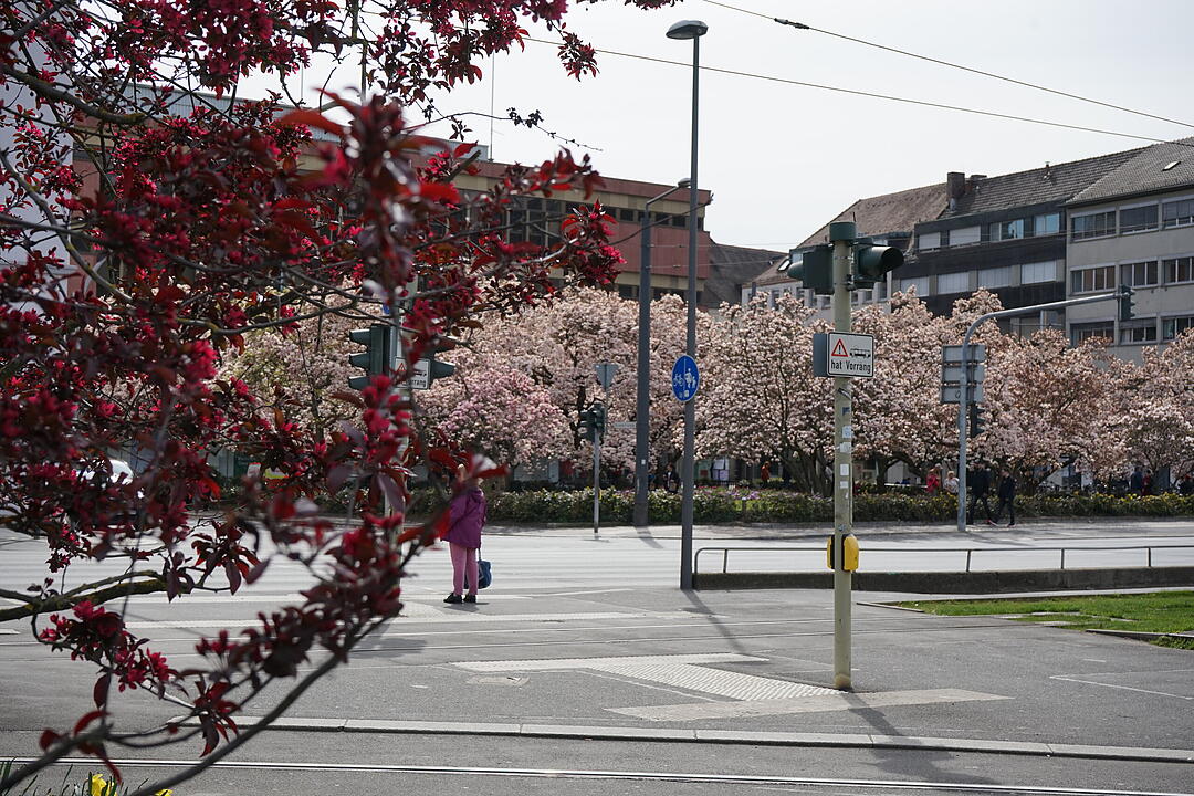Blühendes Würzburg