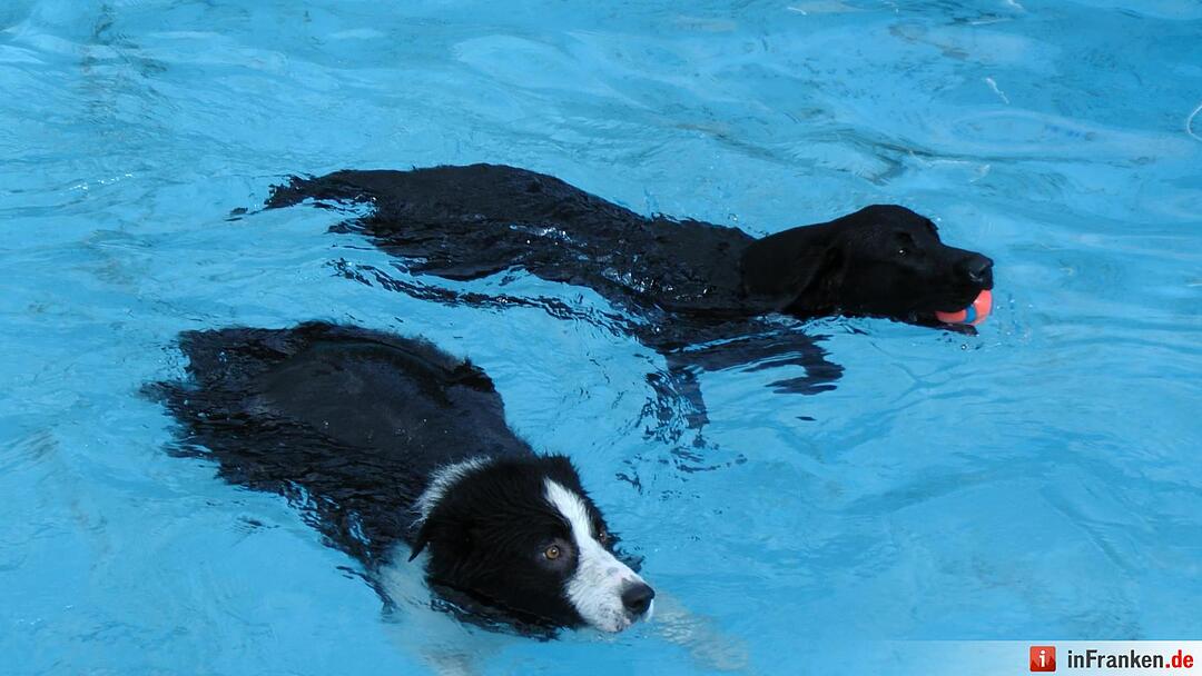 Hundebadetag im Freibad Eltmann