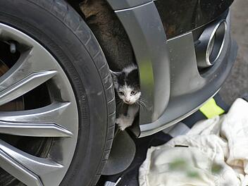 Kurioses aus Bayern: Eine junge Katze fuhr &uuml;ber Hundert Kilometer weit von Passau nach M&uuml;nchen - hinter einer Sto&szlig;stange eines Autos. Das Tier wurde durch die Feuerwehr gerettet.  Foto: Feuerwehr M&uuml;nchen/dpa