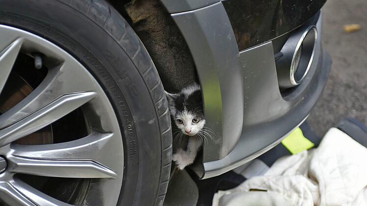 Kurioses aus Bayern: Eine junge Katze fuhr &uuml;ber Hundert Kilometer weit von Passau nach M&uuml;nchen - hinter einer Sto&szlig;stange eines Autos. Das Tier wurde durch die Feuerwehr gerettet.  Foto: Feuerwehr M&uuml;nchen/dpa