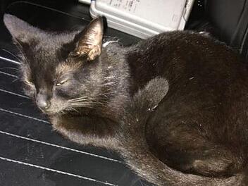 Diese schwarze Katze fuhr rund 70 Kilometer mit der Polizei durch Rheinland-Pfalz - als blinder Passagier. Foto: Polizei Cochem