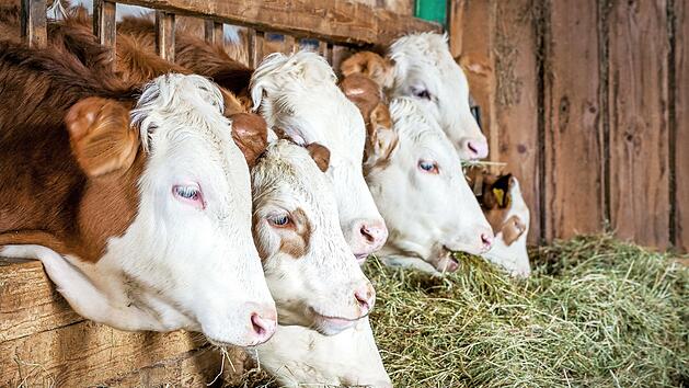 Nutzbringendes Tier mit langer Tradition oder Umweltteufel? Die Viehhaltung führt zu Diskussionen.
