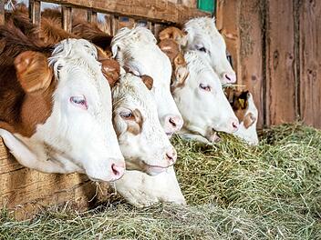 Nutzbringendes Tier mit langer Tradition oder Umweltteufel? Die Viehhaltung f&uuml;hrt zu Diskussionen.