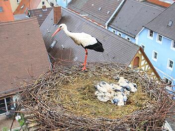 Bei Dauerregen kommt es, wegen der Nässe und des Windes, häufig vor, dass junge Störche an Unterkühlung sterben. Foto: Edmund Lenz