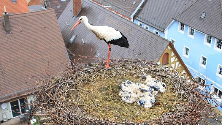Bei Dauerregen kommt es, wegen der Nässe und des Windes, häufig vor, dass junge Störche an Unterkühlung sterben. Foto: Edmund Lenz