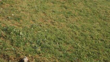 Der Stein lag ursprünglich einige Zeit auf dem neuen Friedhof (roter Pfeil), bevor er unterhalb des Jüdischen Friedhofes aufgestellt wurde (grüner Pfeil).