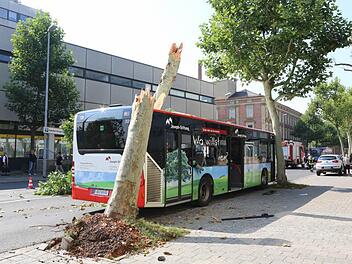 Abgebrochen und halb entwurzelt: Diese gesunde Platane wurde am Freitag von einem Stadtbus regelrecht "gefällt".  Foto: Barbara Herbst