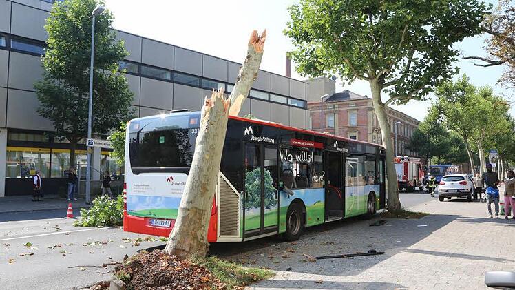 Abgebrochen und halb entwurzelt: Diese gesunde Platane wurde am Freitag von einem Stadtbus regelrecht "gefällt".  Foto: Barbara Herbst