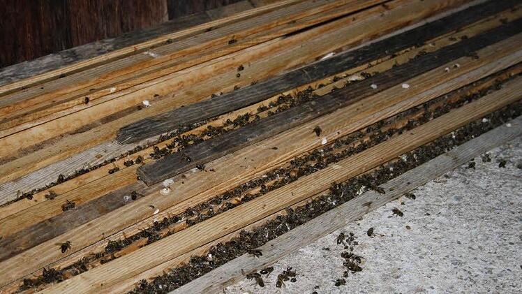 Insektenkörper bedecken den Boden. Foto: Jochen Huppmann
