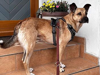 Tierheim Bamberg sucht ruhiges zuhause für "ruhige und brave Hundedame"