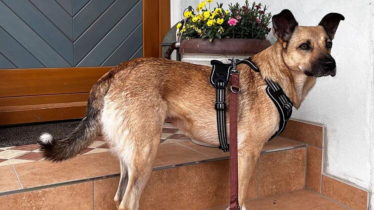 Tierheim Bamberg sucht ruhiges zuhause für "ruhige und brave Hundedame"