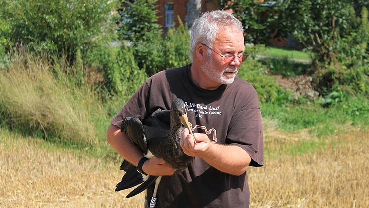 Ulrich Leicht hält den jungen Schwarzstorch, der wieder in die Natur entlassen werden soll. Foto: LBV