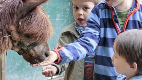 Der Eintritt für den Wildpark Hundshaupten wird umsatzsteuerpflichtig.