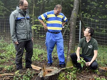 Vorbildliche Waldpflege in der Frauendorfer Flur: Peter Senger (Mitte) hat einen Vertrag mit der Waldbesitzervereinigung geschlossen. Fachmann Hannes Sonanini von der WBV ist vor Ort im Einsatz und weist hier etwa auf einen naturverjüngten Kirschreiser hin. Links Forstdirektor Oliver Kröner Foto: Andreas Welz