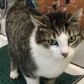 Kater Mimo