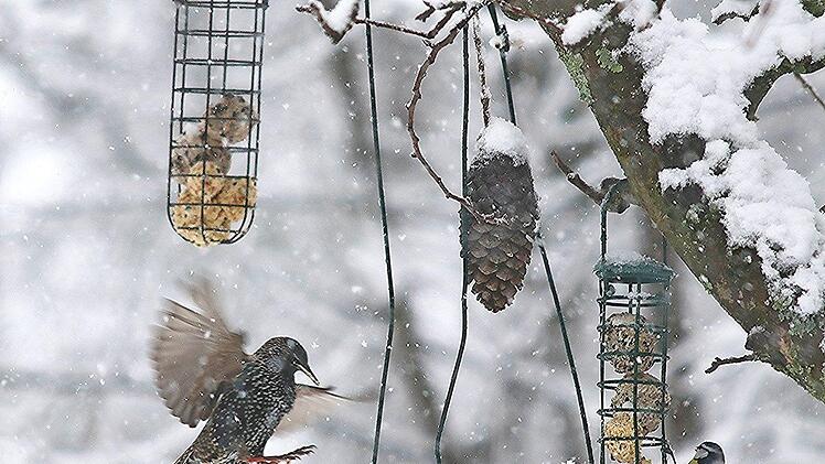Auch die gefiederten Freunde, wie hier Star und Meise, suchen Futter im Winter und sind dankbar, wenn sie solches vorfinden.