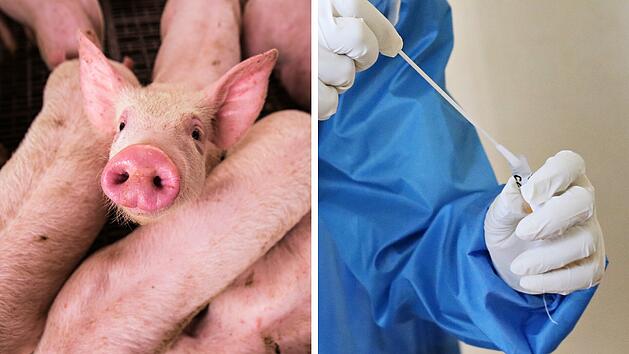 Aktuelle Grippewelle: Schweinegrippe dominiert laut RKI