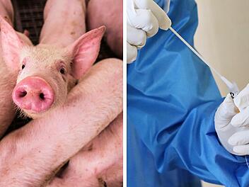 Aktuelle Grippewelle: Schweinegrippe dominiert laut RKI