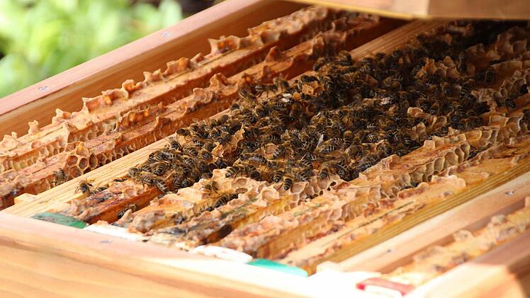 In dem Bienenstock in Höchstadt-Süd herrscht jetzt im Frühjahr rege Betriebsamkeit. Foto: Andreas Dorsch