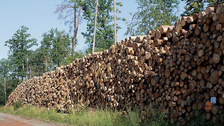 Ein großer Trockenlagerplatz für Nadelholz wurde zum Beispiel im Industriegebiet Eltmann eingerichtet. Aber auch in den Wäldern wie hier am Rennweg bei Hofstetten (unser Bild) lagern große Mengen von Holz und warten auf die Abfuhr und Weiterverarbeitung. Zurzeit fällt enorm viel Holz an, das den Holzmarkt in die Knie zwingt.  Fotos: Günther Geiling