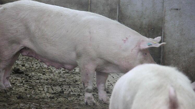 Foto: Friedwald Schedel