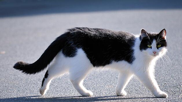 Herzogenaurach: Fahranf&auml;nger (19) weicht Katze aus - Auto landet auf Dach