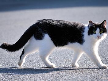 Markt Bibart: Unbekannte misshandeln scheue Katze Markt Bibart: Unbekannte misshandeln scheue Katze