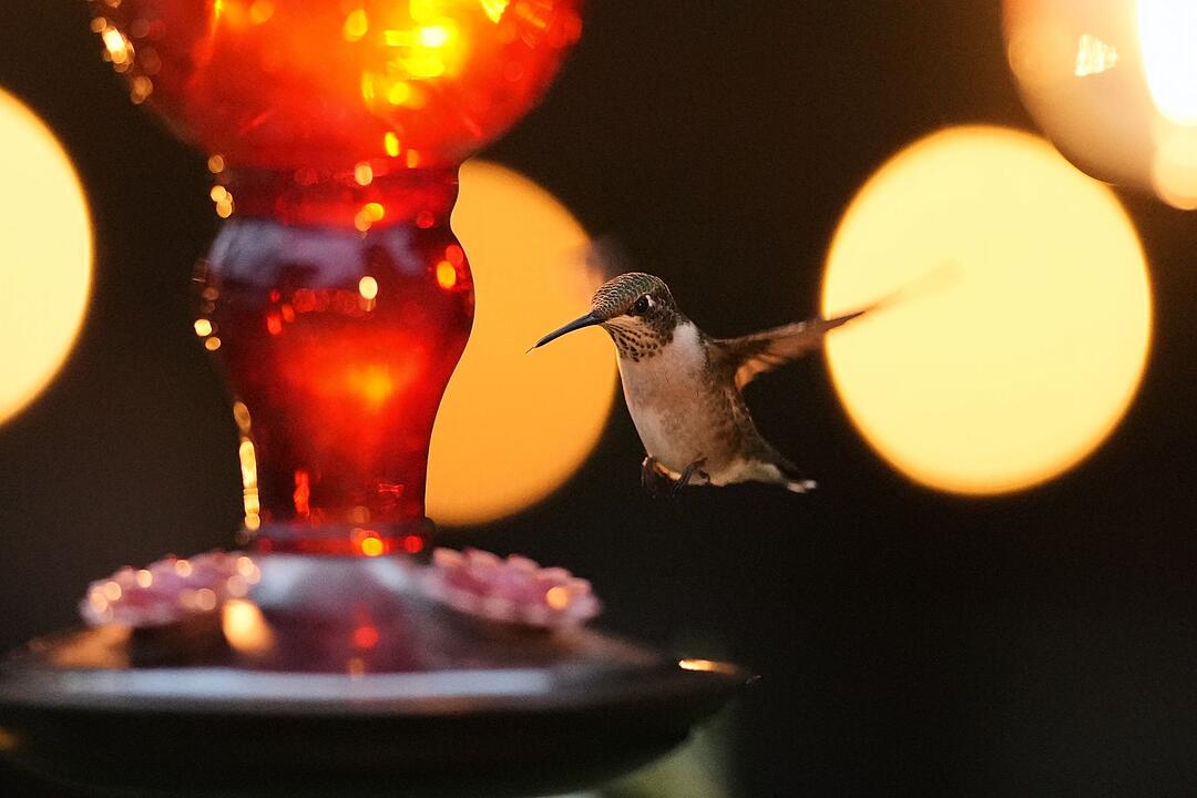 Kolibri in Texas