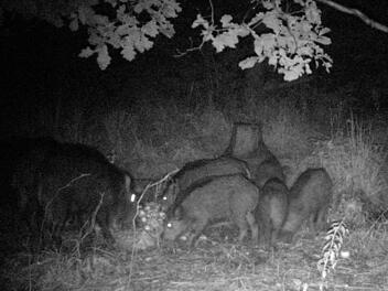 Klaus Lutz hat mit seiner Wildkamera nicht nur Wildschweine, sondern auch viele andere Waldbewohner aufgenommen. Da er sie immer wieder mal woanders installiert, kamen über mehrere Wochen hinweg tagsüber wie auch nachts tolle Fotos zusammen - Sehen Sie selbst...