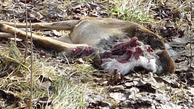 Dieses Reh wurde in Ramsthal von einem Hund gerissen  Foto: Privat