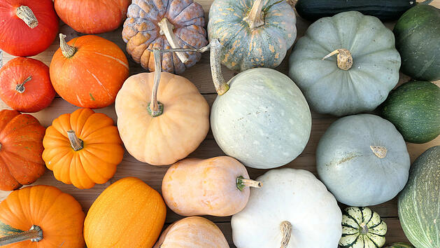 Kürbis ernten und lagern: Herbstzeit ist Erntezeit