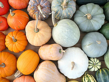 Kürbis ernten und lagern: Herbstzeit ist Erntezeit