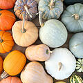 Kürbis ernten und lagern: Herbstzeit ist Erntezeit