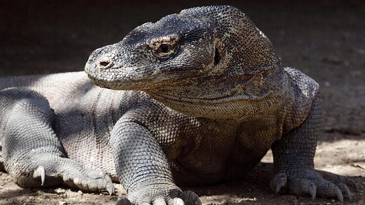 Komodowaran