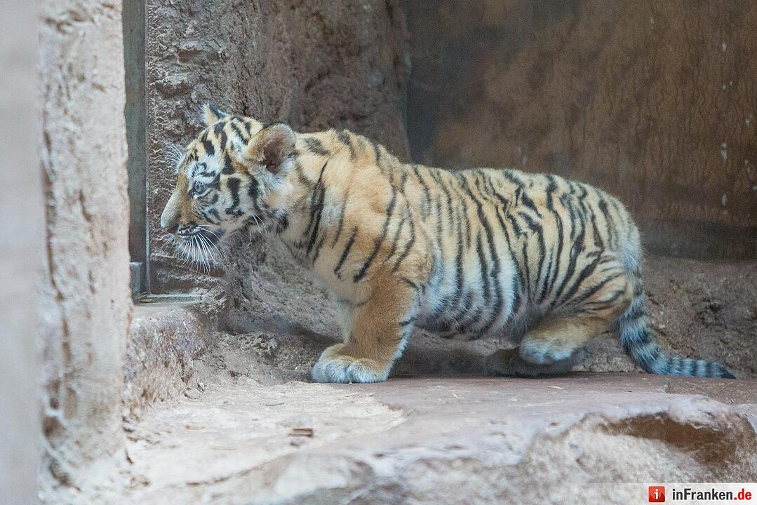 Tigergarten Nürnberg: Nachwuchs bei den Sibirischen Tigern