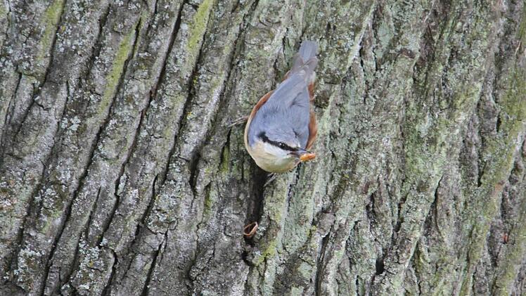 Impressionen aus den Kulmbacher Stadtparks Foto: Jürgen Gärtner