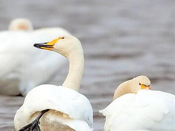 Am Main kann man unter anderem auch dem Singschwan lauschen.  Foto: G&uuml;nter Zieger