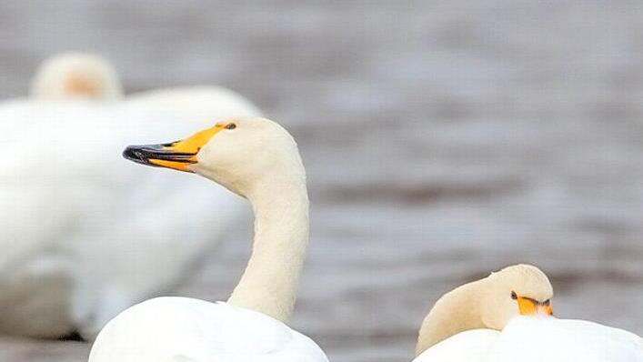 Am Main kann man unter anderem auch dem Singschwan lauschen.  Foto: G&uuml;nter Zieger