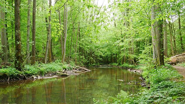 Das Thulbatal begeistert mit seiner Ursprünglichkeit Erholungssuchende. Darauf will man weiter aufbauen. Foto: Heike Beudert/Archiv