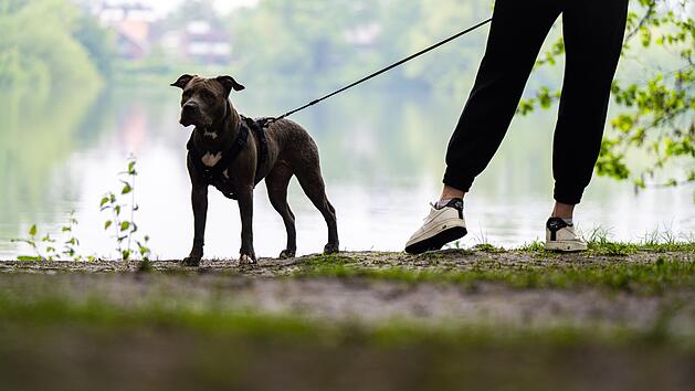 Niederländische Studie: Halter*innen oft mitverantwortlich für Hundeattacken